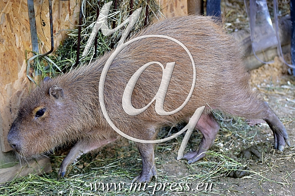 Capybara -Hydrochoerus hydrochaeris-