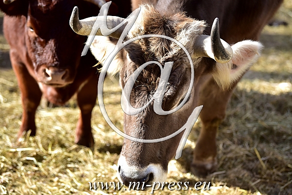 Cattle -Bos taurus-