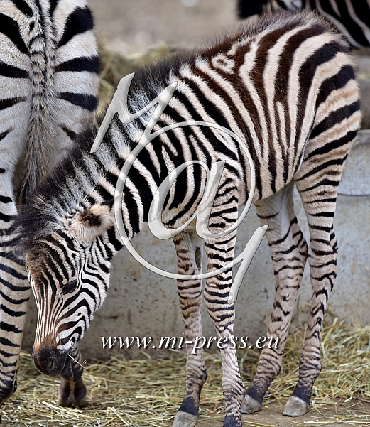 Zebra -Equus burchellii chapmani-