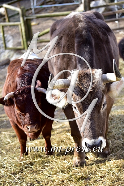 Cattle -Bos taurus-
