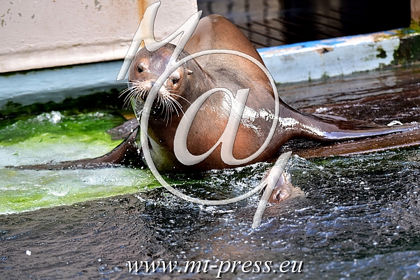 Californian Sea Lion -Zalophus californianus-