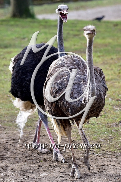 Ostrich -Struthio camelus-