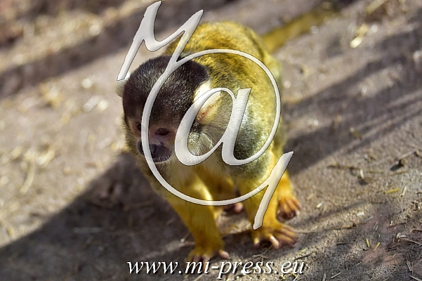 Bolivian Squirrel Monkey -Saimiri boliviensis-