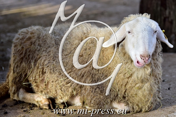 Sheep -Ovis-
