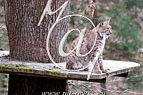 Eurasian lynx -Lynx lynx carpaticus-