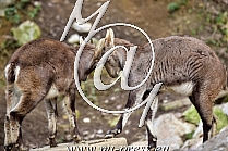 Ibex -Capra ibex-