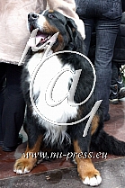 Bernski plansarski pes, Berner sennenhund