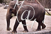 Asian Elephant -Elephas maximus-
