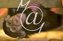 Chimpanzee -Pan troglodytes-