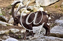 Ibex -Capra ibex-