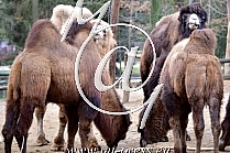 Bactrian Camel -Camelus ferus-