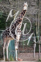 Giraffe -Giraffa camelopardalis-