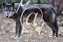 Wolf -Canis lupus-