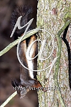 Squirrel -Sciuridae-