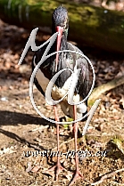 Black stork -Ciconia nigra-