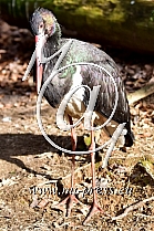 Black stork -Ciconia nigra-