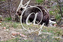 Brown Bear -Ursus arctos-