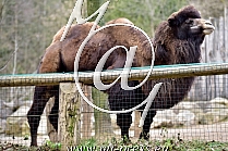 Bactrian Camel -Camelus ferus-