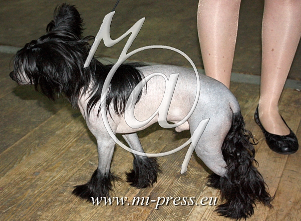 Kitajski goli pes, Chinese Crested