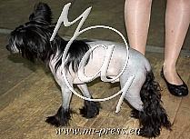 Kitajski goli pes, Chinese Crested