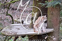 Eurasian lynx -Lynx lynx carpaticus-