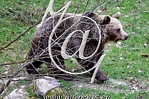 Brown Bear -Ursus arctos-