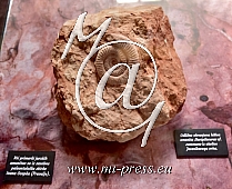 46. MINFOS, hisica amonita, zasebna paleontoloska zbirka I. Ocepka